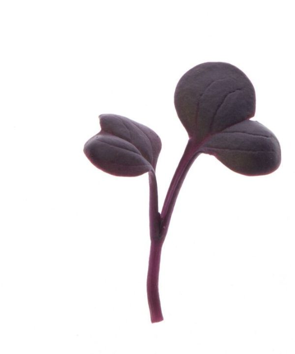 Radish, Red Rambo - Microgreen Seed