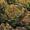 Ruby Sky - Lettuce Seed