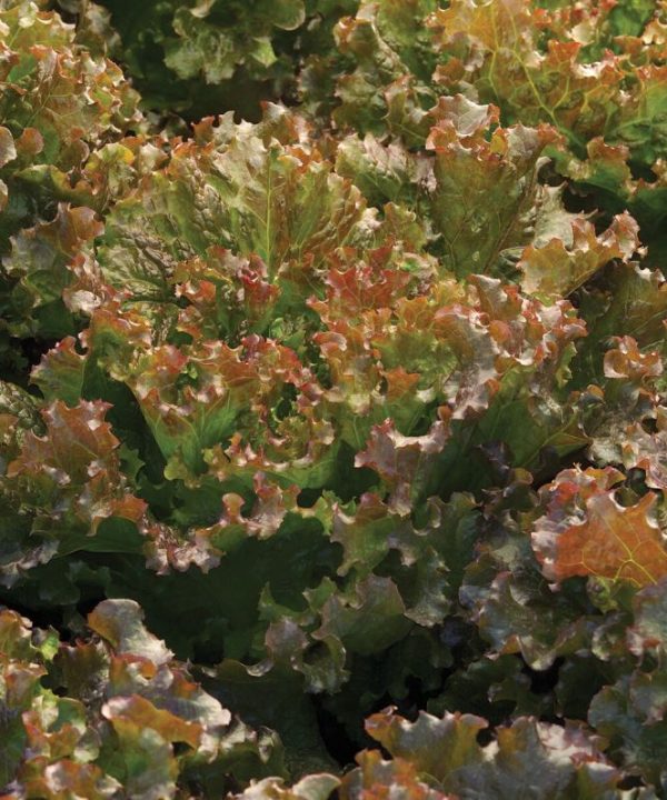 Ruby Sky - Lettuce Seed