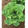Salvius - Lettuce Seed