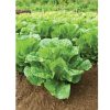 Salvius - Lettuce Seed