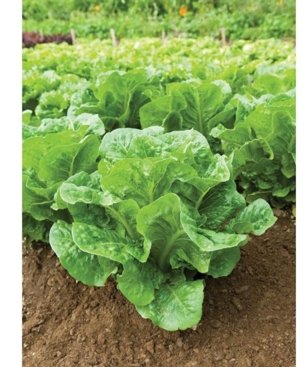 Salvius - Lettuce Seed