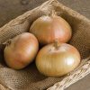 Bridger - (F1) Onion Seed