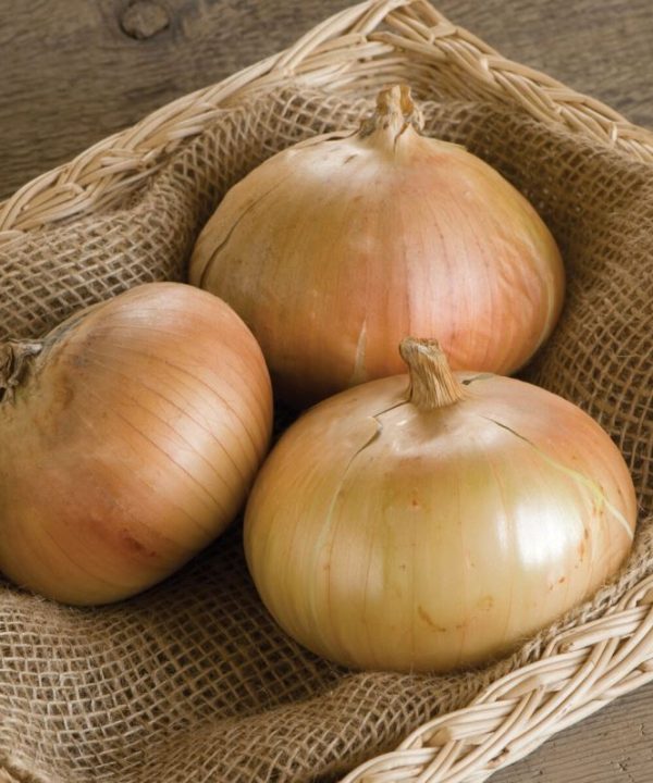 Bridger - (F1) Onion Seed