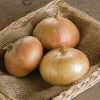 Bridger - (F1) Onion Seed