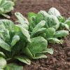 Gazelle - (F1) Spinach Seed