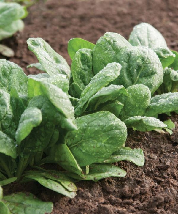 Gazelle - (F1) Spinach Seed