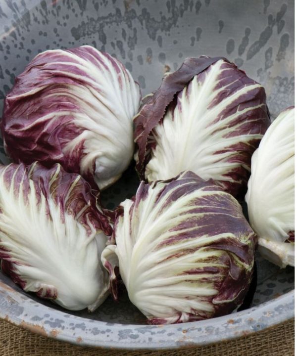 Leonardo - Organic (F1) Radicchio Seed