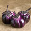 Barbarella - (F1) Eggplant Seed