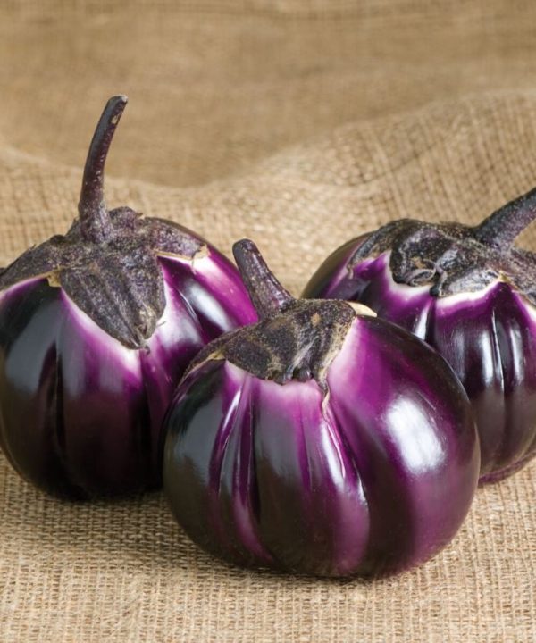 Barbarella - (F1) Eggplant Seed