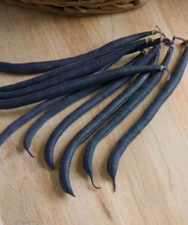 Velour - Bean Seed