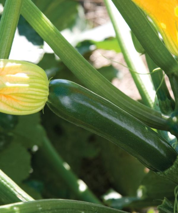 Noche - (F1) Zucchini Squash Seed