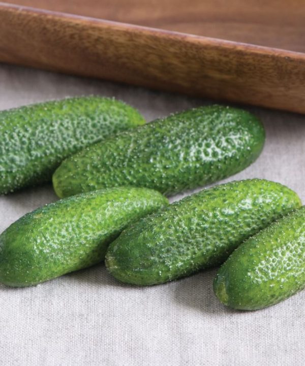 Adam Gherkin - Organic (F1) Cucumber Seed