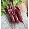 Cylindra - (F1) Beet Seed