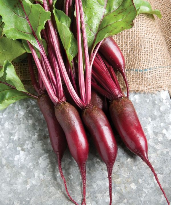 Cylindra - (F1) Beet Seed