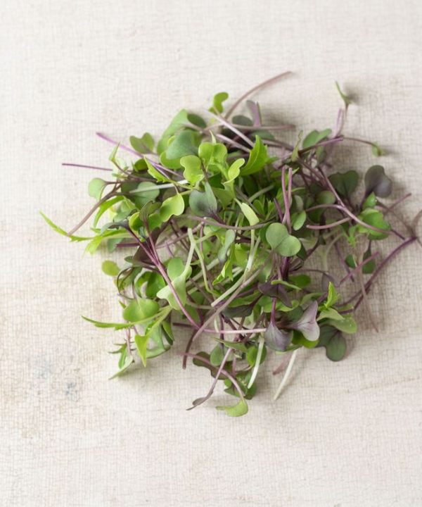Mild Micro Mix - Microgreen Seed