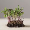 Mild Micro Mix - Organic Microgreen Seed