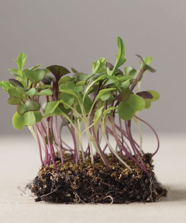 Mild Micro Mix - Organic Microgreen Seed