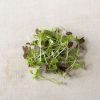 Spicy Micro Mix - Microgreen Seed
