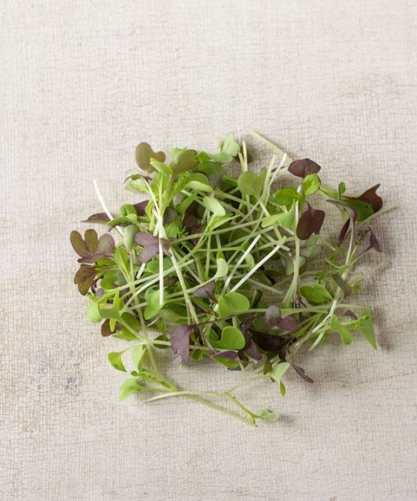 Spicy Micro Mix - Microgreen Seed