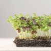 Spicy Micro Mix - Organic Microgreen Seed
