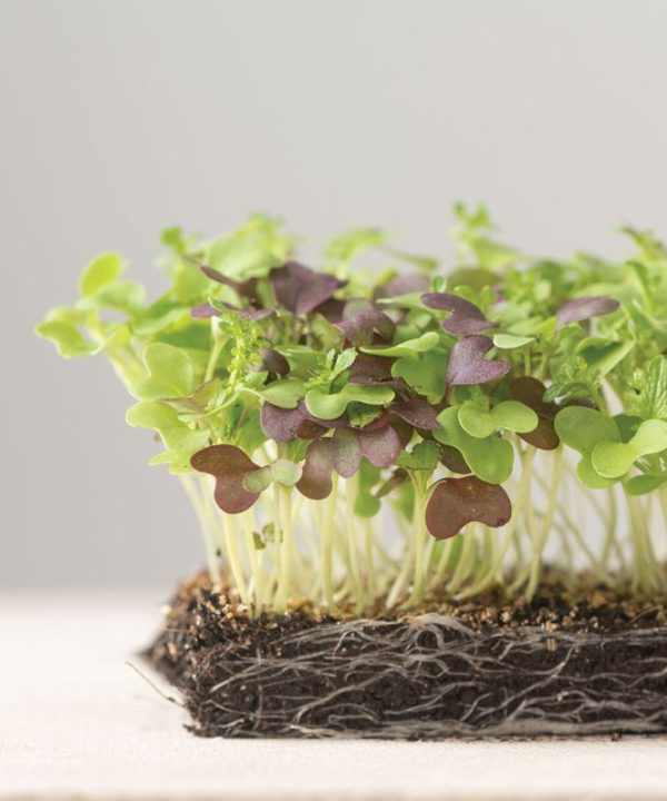 Spicy Micro Mix - Organic Microgreen Seed