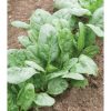 Corvair - Organic (F1) Spinach Seed