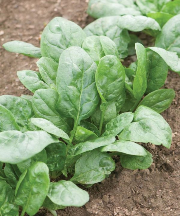 Corvair - Organic (F1) Spinach Seed