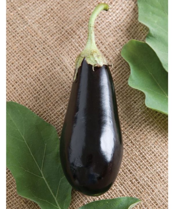 Traviata - Organic (F1) Eggplant Seed