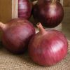 Cabernet - (F1) Onion Seed