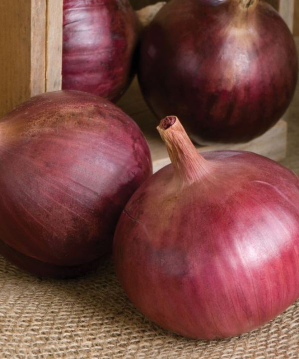 Cabernet - (F1) Onion Seed
