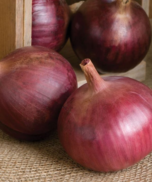 Cabernet - (F1) Onion Seed