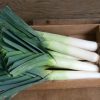 Megaton - Organic (F1) Leek Seed