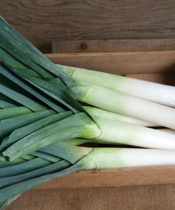Megaton - Organic (F1) Leek Seed