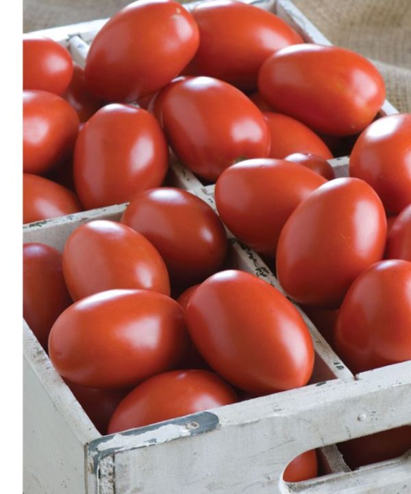 Granadero - Organic (F1) Tomato Seed
