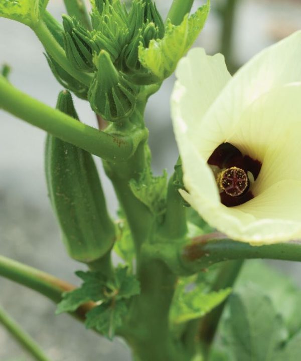 Clemson Spineless - Organic Okra Seed
