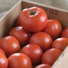 BHN 1021 - (F1) Tomato Seed