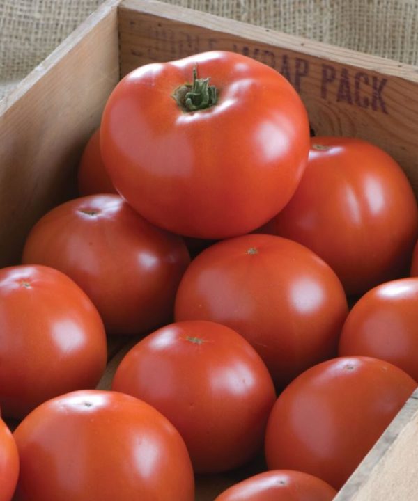 BHN 1021 - (F1) Tomato Seed