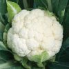 Skywalker - Organic (F1) Cauliflower Seed