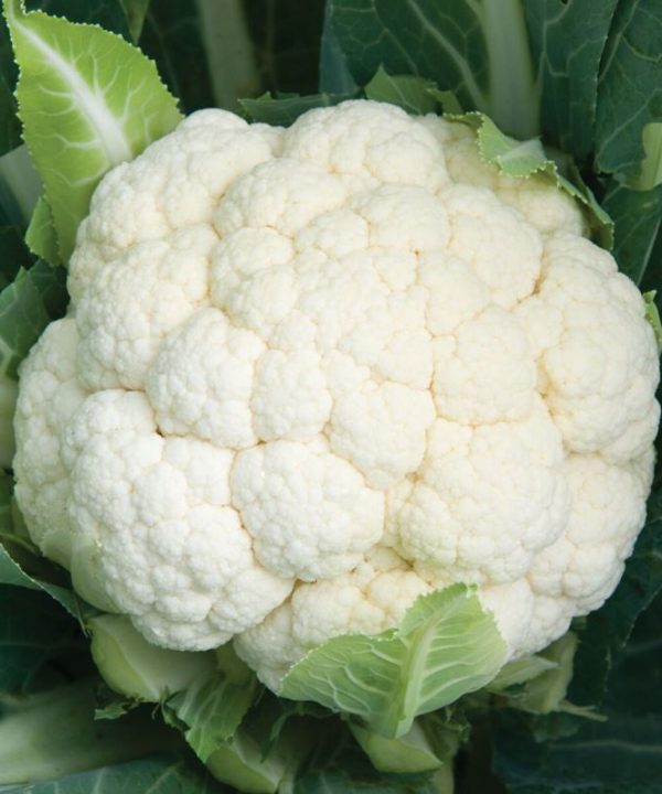 Skywalker - Organic (F1) Cauliflower Seed