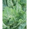 Beira - (F1) Kale Seed