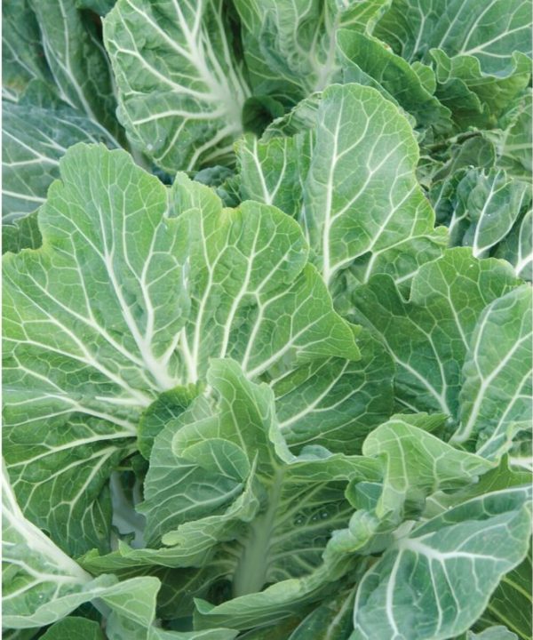 Beira - (F1) Kale Seed