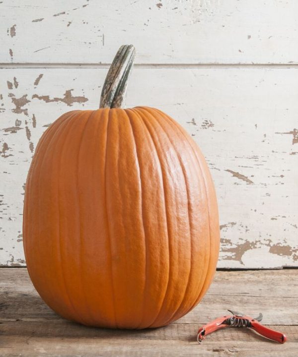 Champion - Treated (F1) Pumpkin Seed