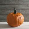 Racer Plus - Treated (F1) Pumpkin Seed