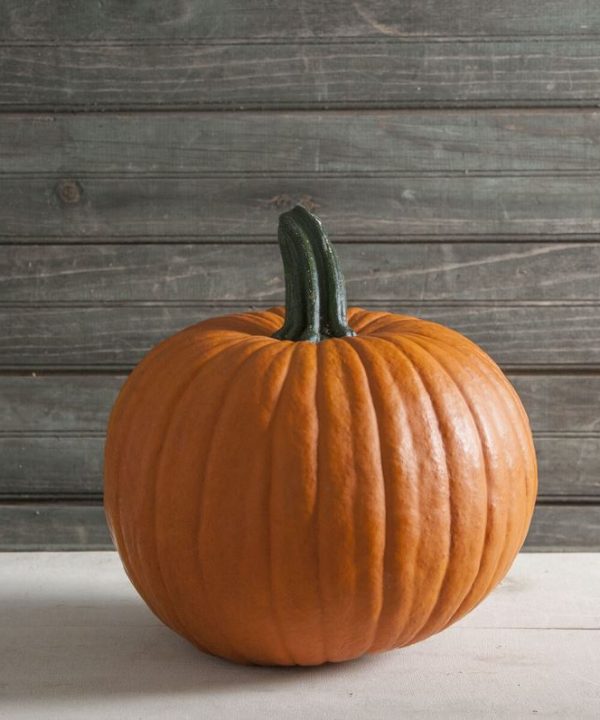 Racer Plus - Treated (F1) Pumpkin Seed