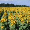 Royal Hybrid? 1121 Sunflower Seed