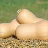 JWS 6823 PMR - Organic (F1) Butternut Squash Seed