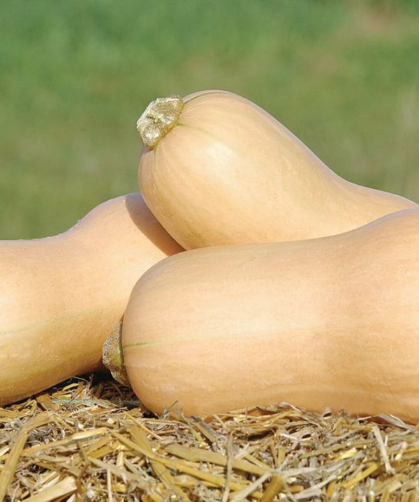JWS 6823 PMR - Organic (F1) Butternut Squash Seed