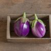 Rosa Bianca - Organic Eggplant Seed