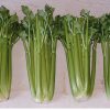 Conquistador - Celery Seed